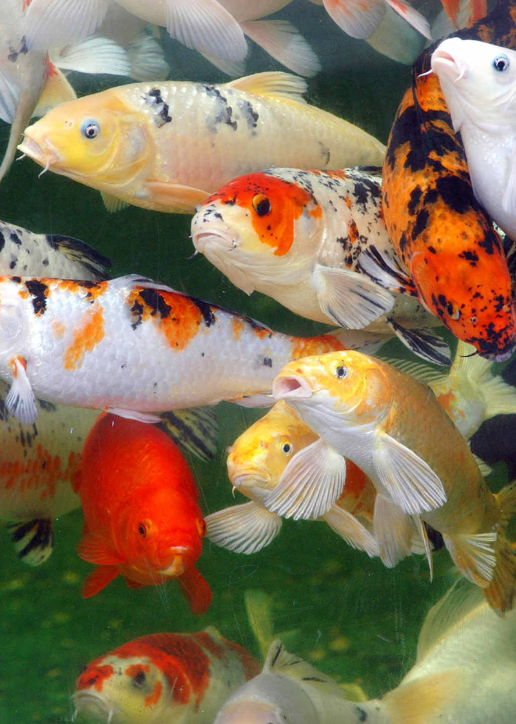 SOMETHING’S FISHY: Koi carp, a noxious pest in Queensland waterways, have invaded the Nogoa River system. SOMETHING’S FISHY: Koi carp, a noxious pest in Queensland waterways, have invaded the Nogoa River system.